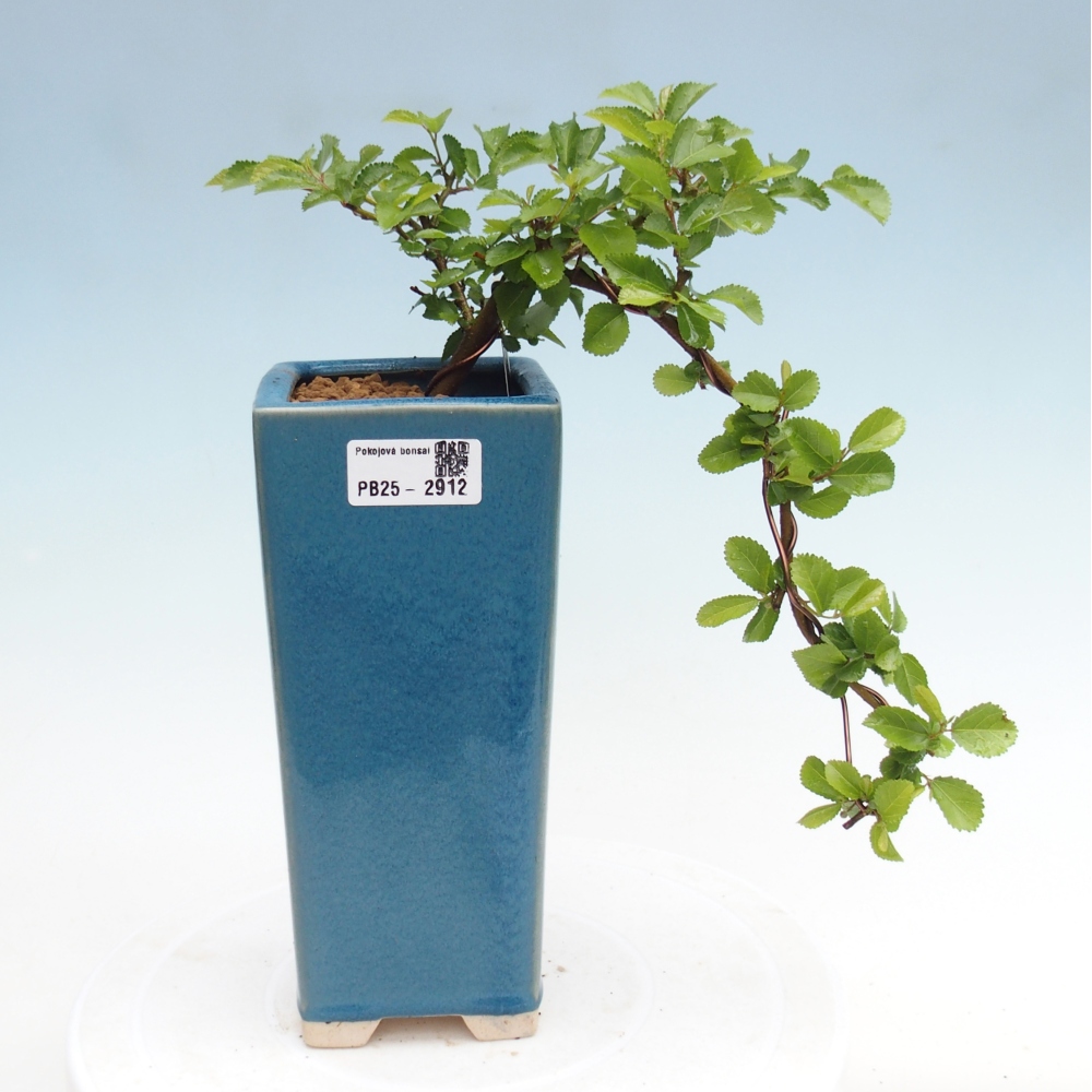 Bonsai da interno - Grewia occidentalis - Stella marina della lavanda