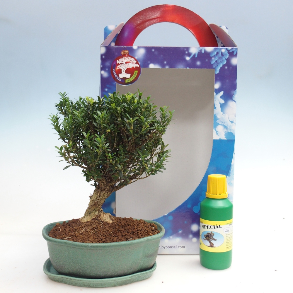 Bonsai da camera in confezione regalo Buxus harlandii - buxus da sughero