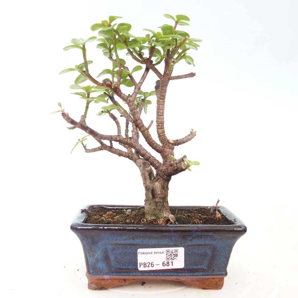 Camera bonsai - Portulakaria Afra - Tlustice