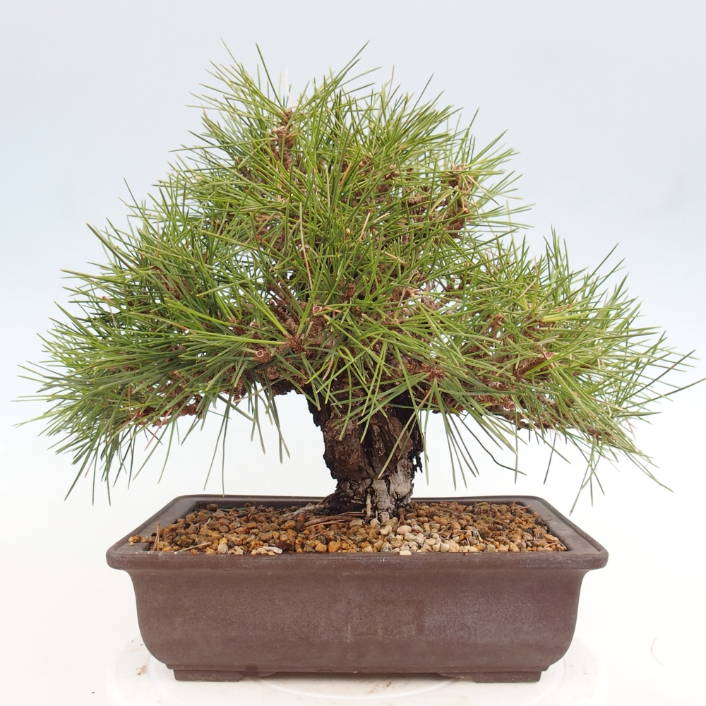 Bonsai da esterno - Pinus thunbergii - Pino di Thunberg