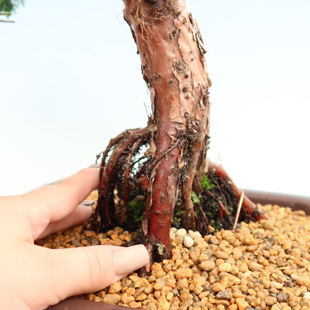 Bonsai da esterno - Juniperus chinensis Kishu
