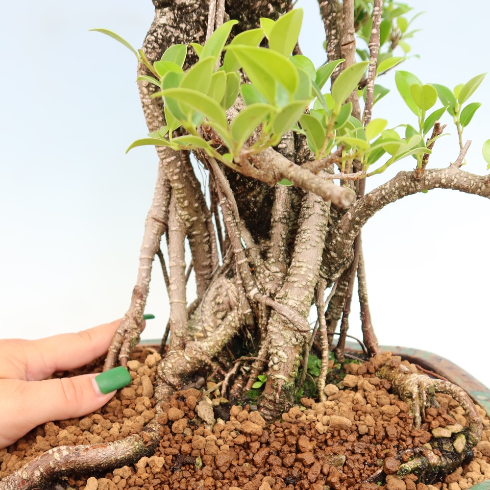 Camera bonsai - Ficus kimmen - ficus a foglie piccole