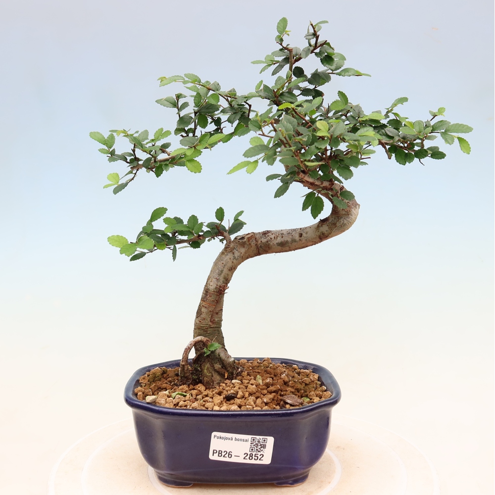 Camera bonsai - Ulmus parvifolia - Olmo a foglie piccole