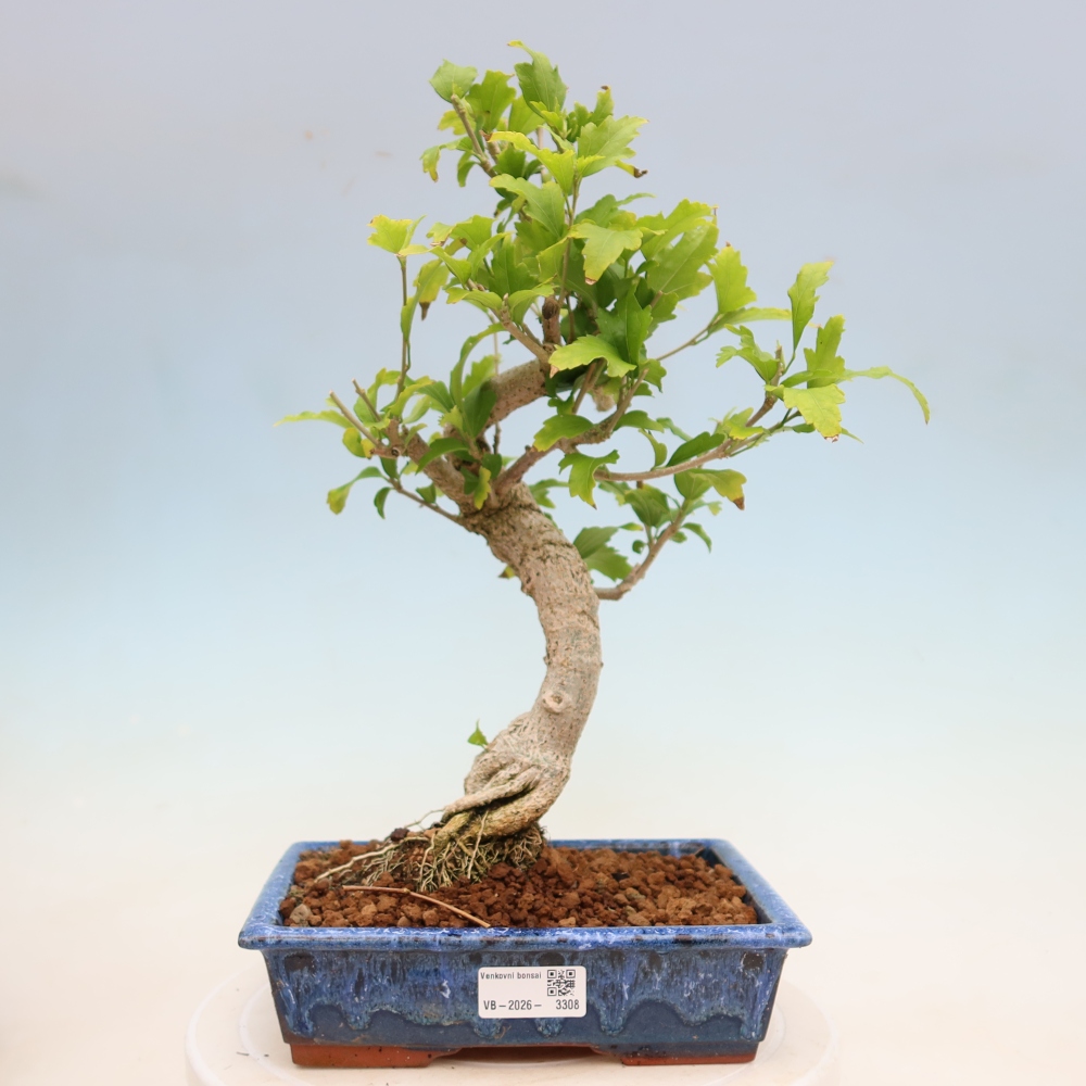 Bonsai da esterno - Hibiscus syriacus - Ibisco siriano