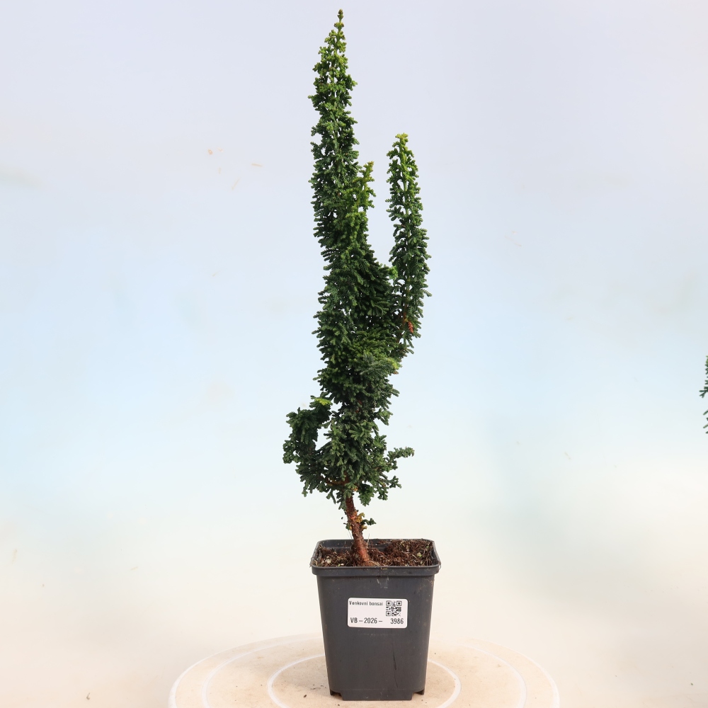 Bonsai da esterno - Cham. obtusa SEKKA HINOKI - Cipresso