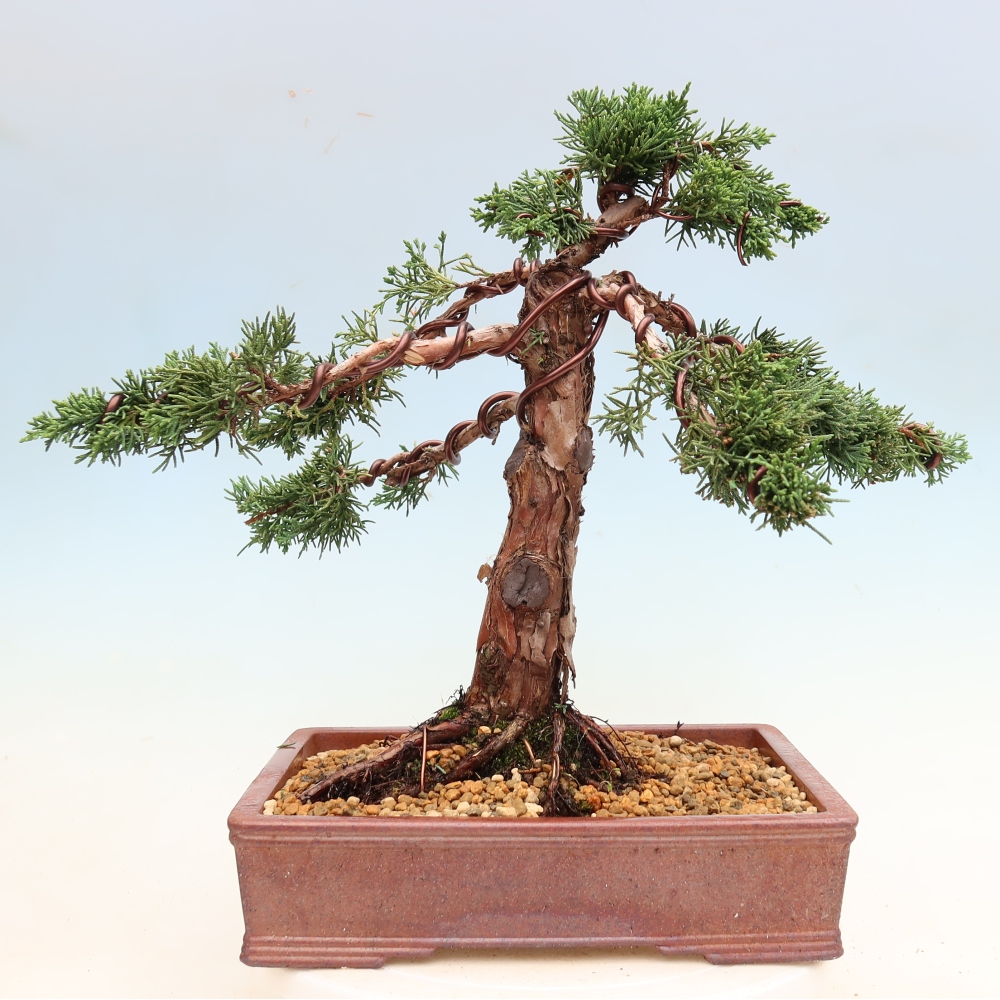 Bonsai da esterno - Juniperus chinensis Kishu
