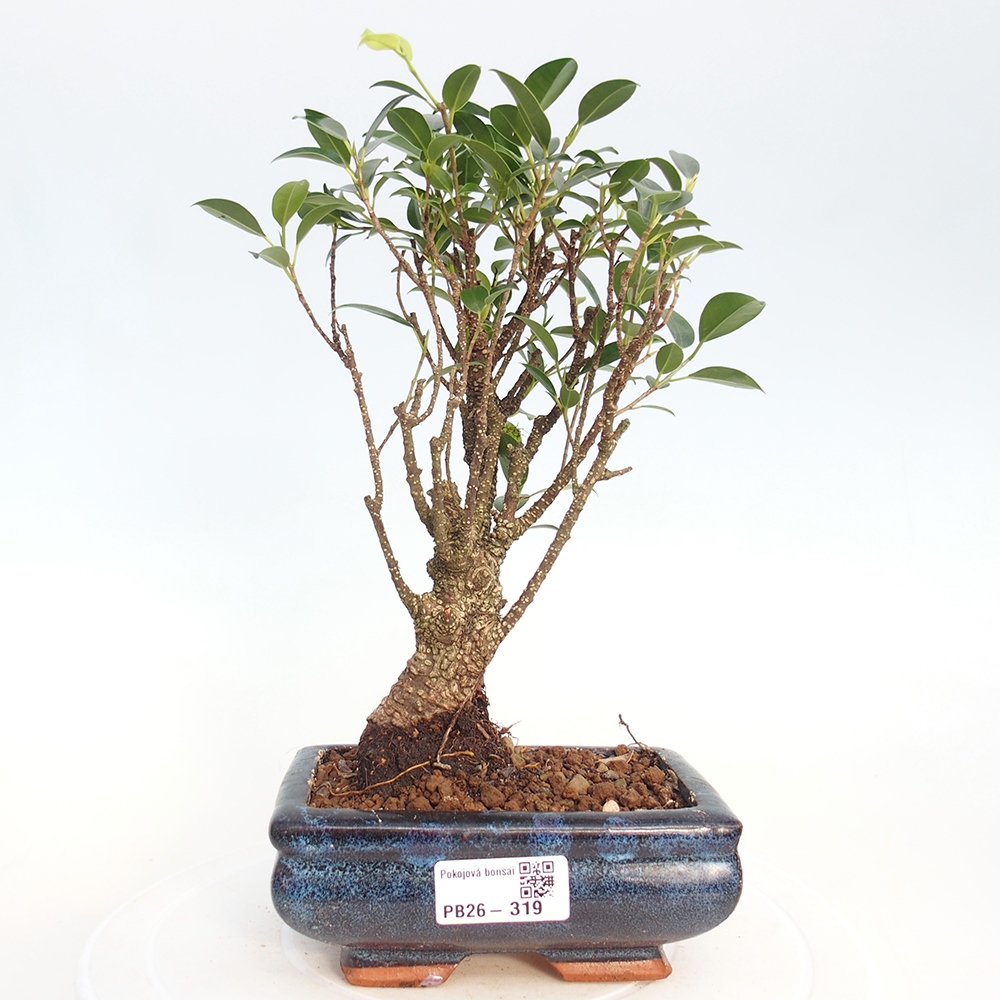 Camera bonsai - Ficus retusa - ficus a foglie piccole