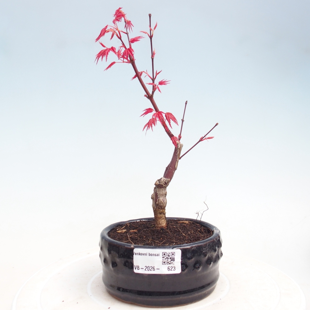 Bonsai da esterno - Acer palmatum DESHOJO