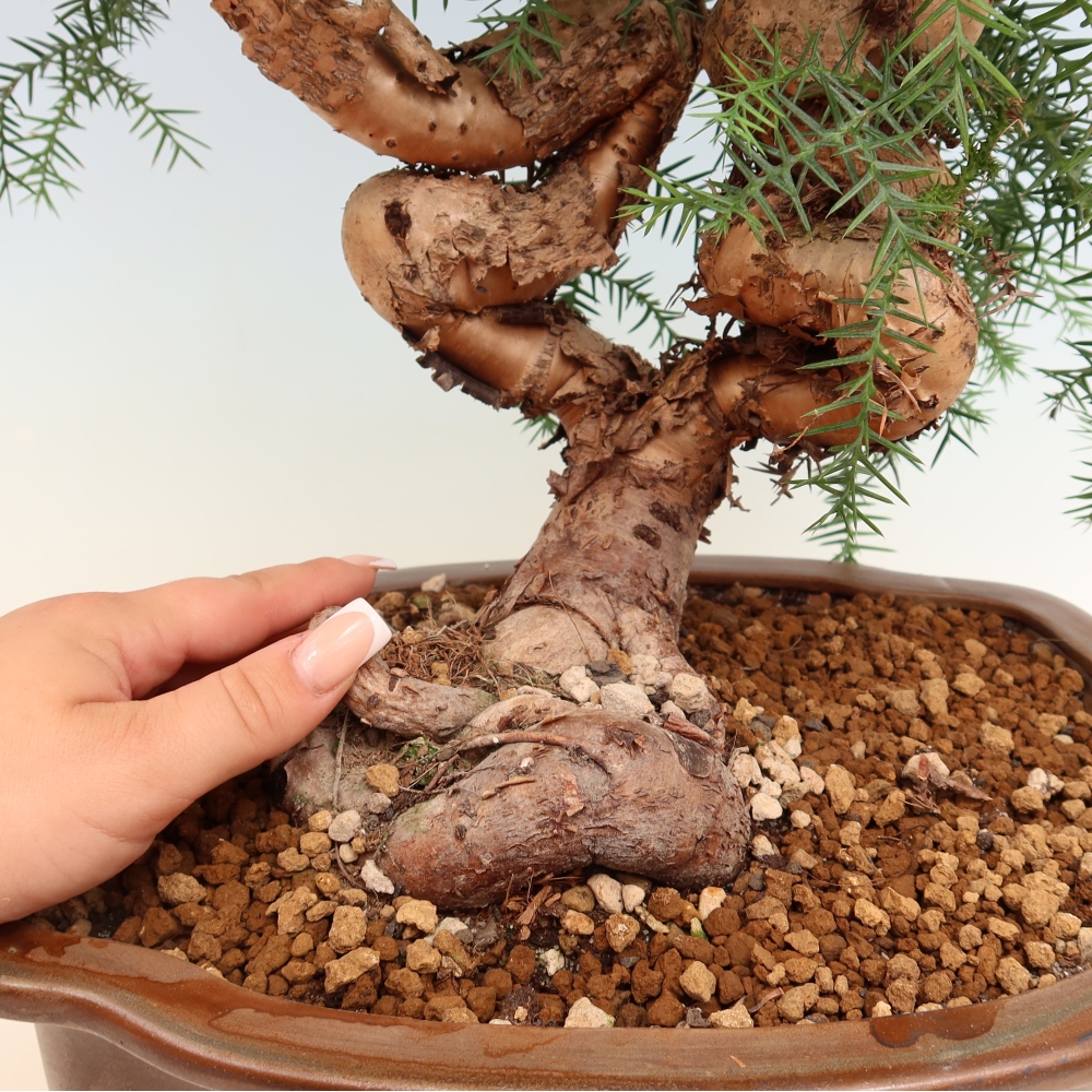 Bonsai da camera - Araucaria - Abete da camera