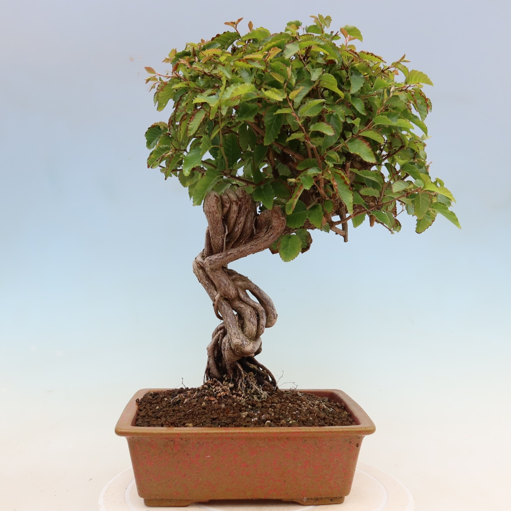 Bonsai da esterno -Carpinus Coreana - Carpino coreano