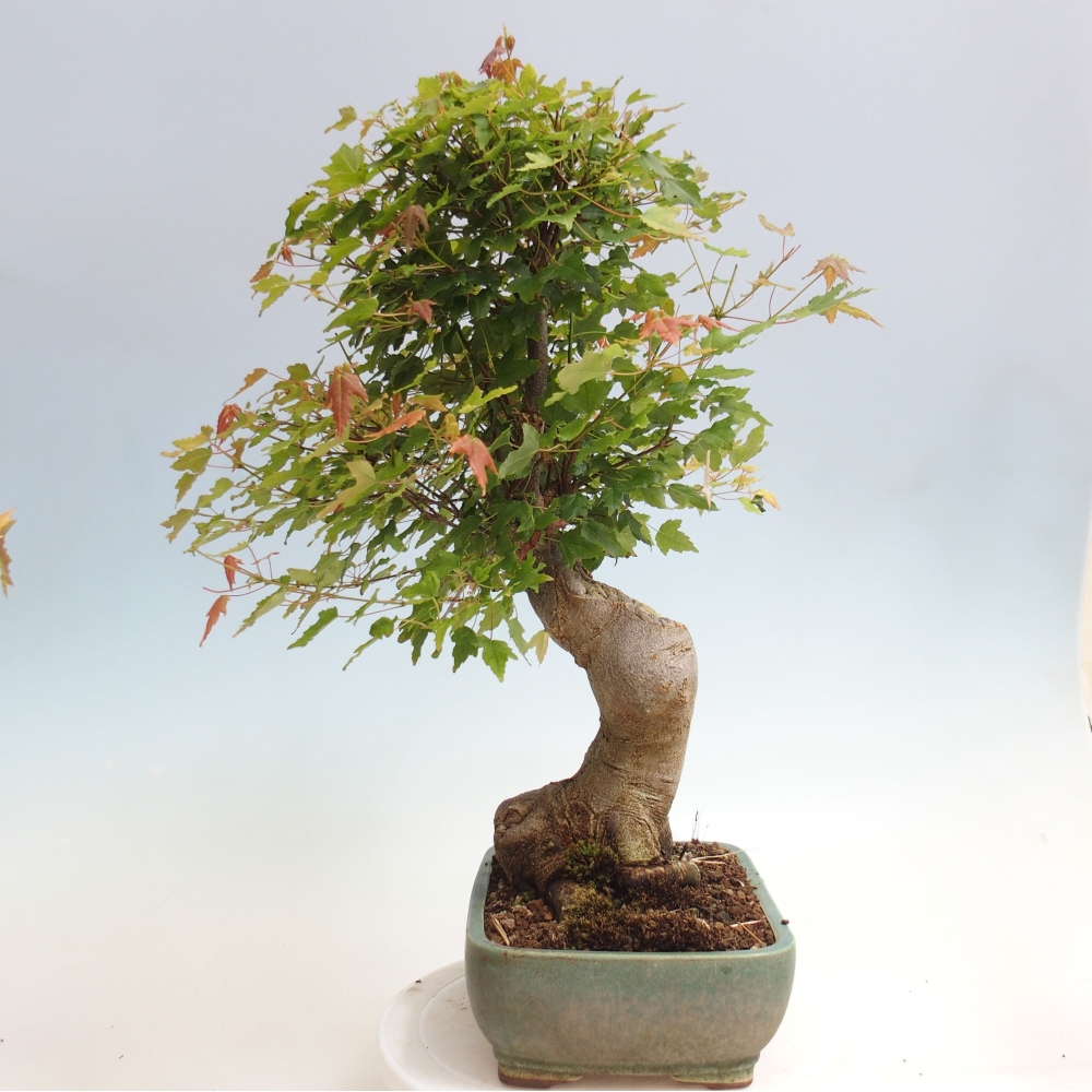 Bonsai da esterno - Acer Buergerianum - Acero di Burger