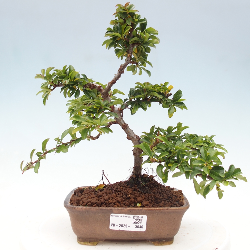Bonsai da esterno-Pyracantha Teton -Hlox