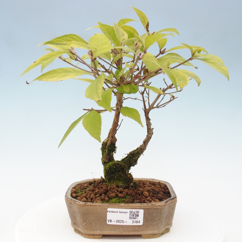 Bonsai da esterno - Callicarpa japonica