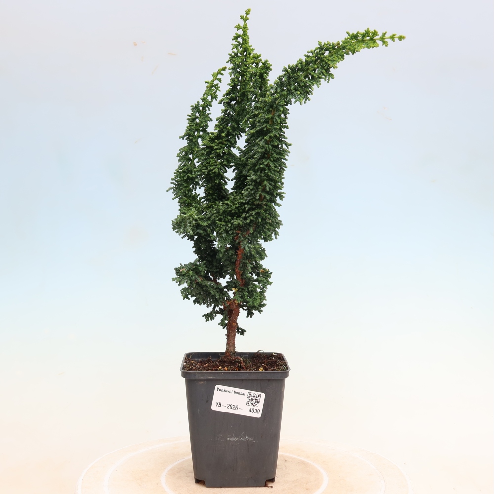 Bonsai da esterno - Cham. obtusa SEKKA HINOKI - Cipresso