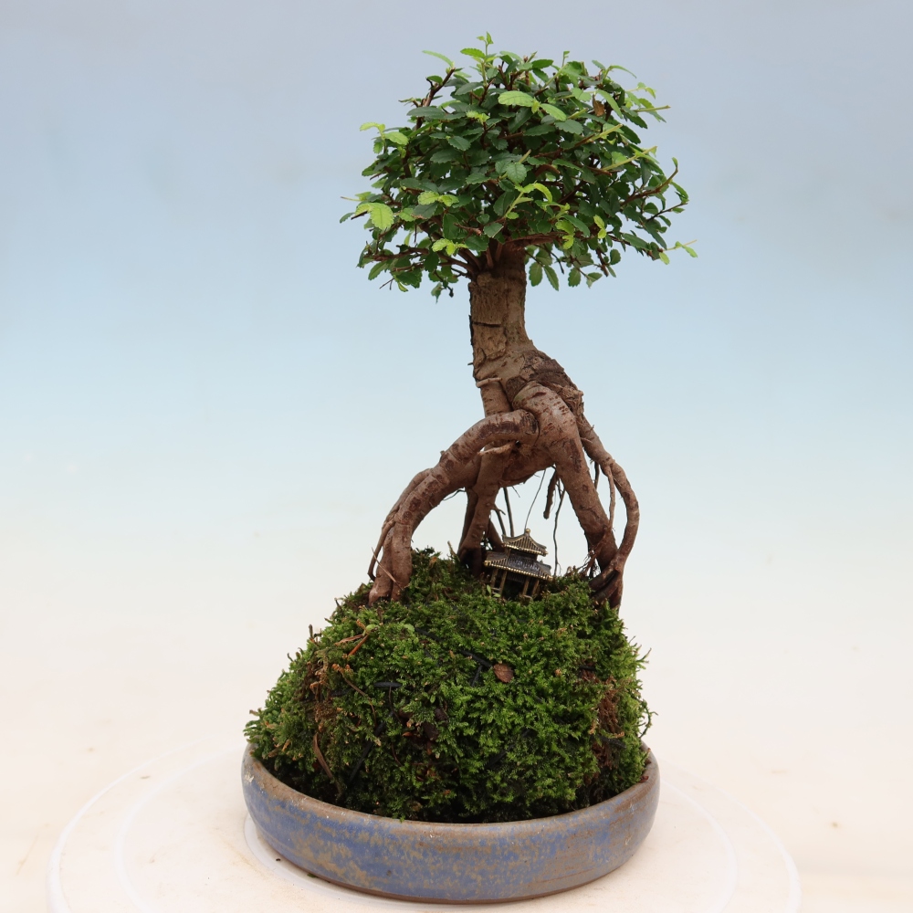 Kokedama con sottovaso - Ulmus parvifolia - olmo a foglia piccola