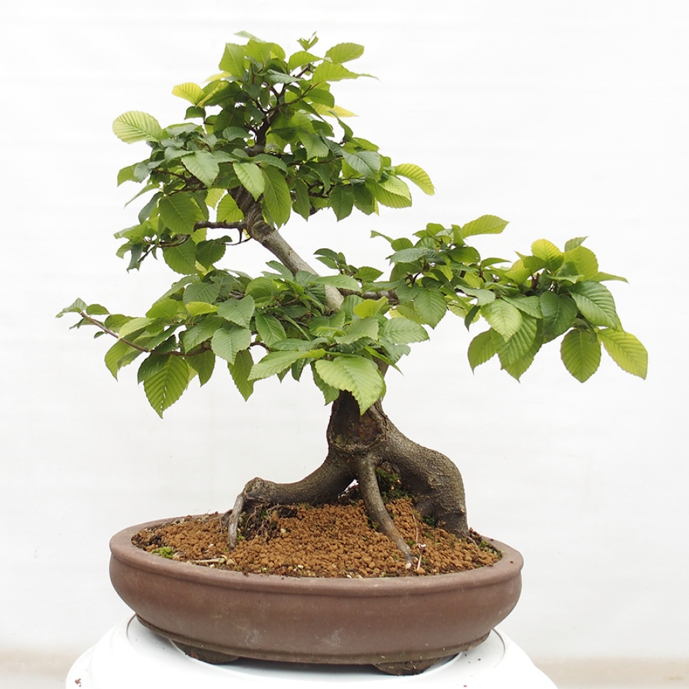 Bonsai da esterno - Carpino - Carpinus betulus