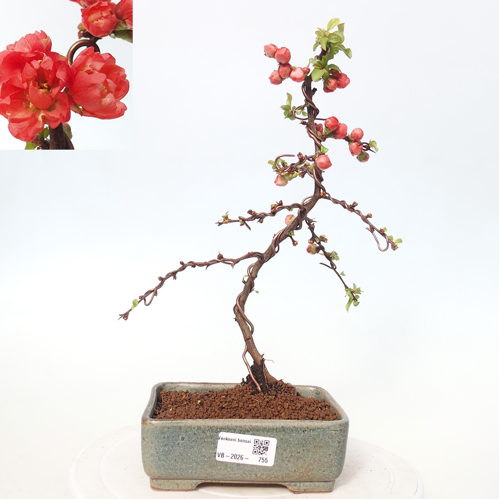 Bonsai da esterno - Chaneomeles s. Red Joy - Cotogno