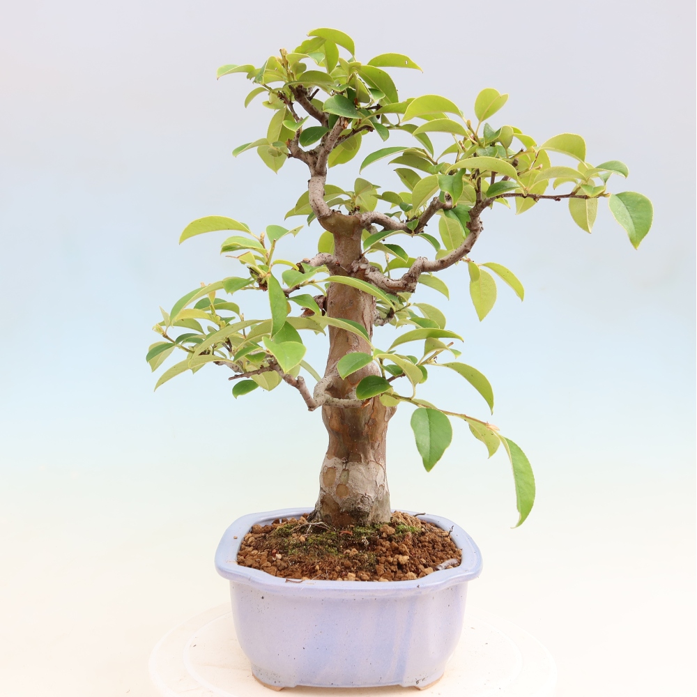 Bonsai da esterno - Pseudocydonia sinensis - Cotogno cinese