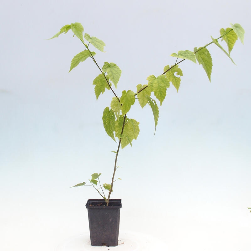 Abutilon Big Bell - Piviere nuvoloso in contenitore