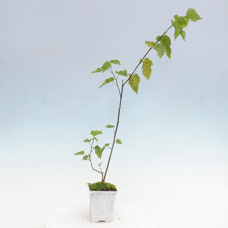 Abutilon Big Bell - Piviere nuvoloso in contenitore