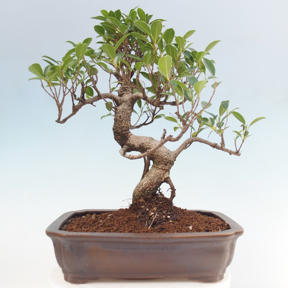 Camera bonsai - Ficus kimmen - ficus a foglie piccole