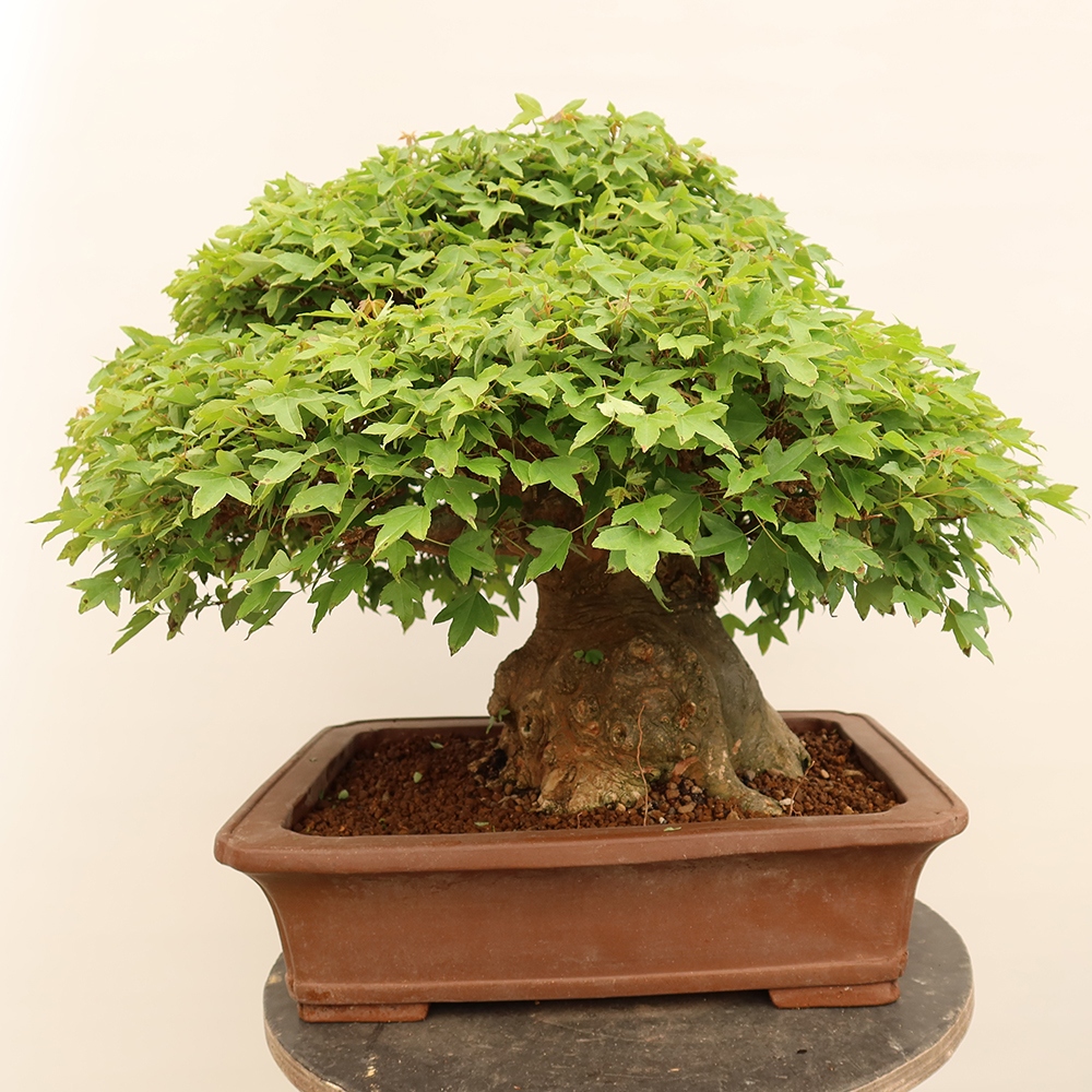 Bonsai da esterno - Acero Burger - Acer Burgerianum