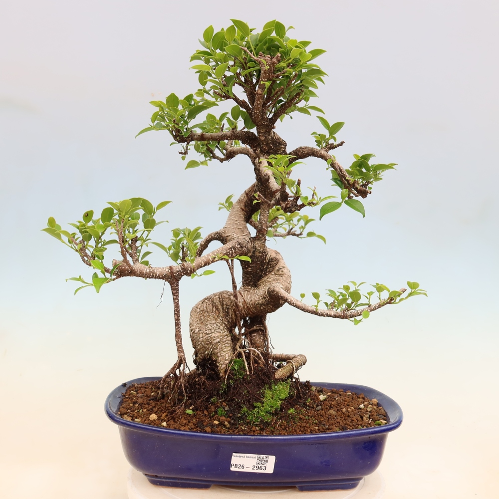 Camera bonsai - Ficus kimmen - ficus a foglie piccole