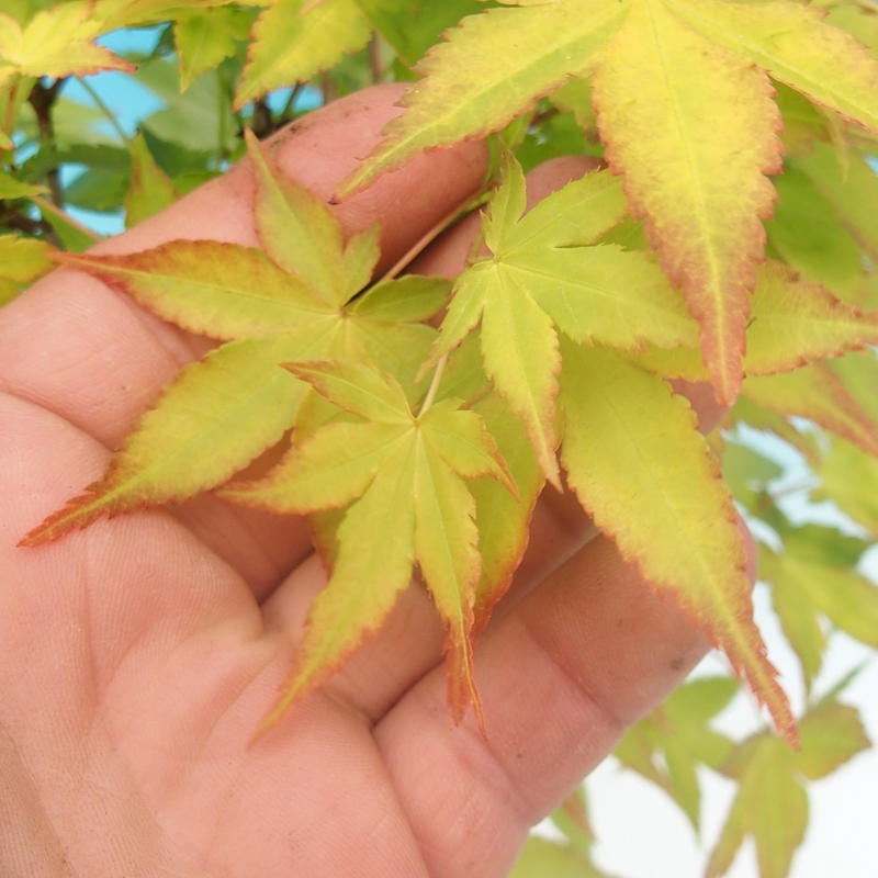 Acer palmatum Aureum - Acero dorato