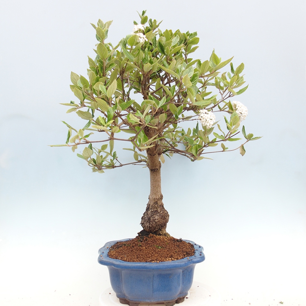 Bonsai da esterno - Kalina Bodnanská - Viburum carlesii hemsi