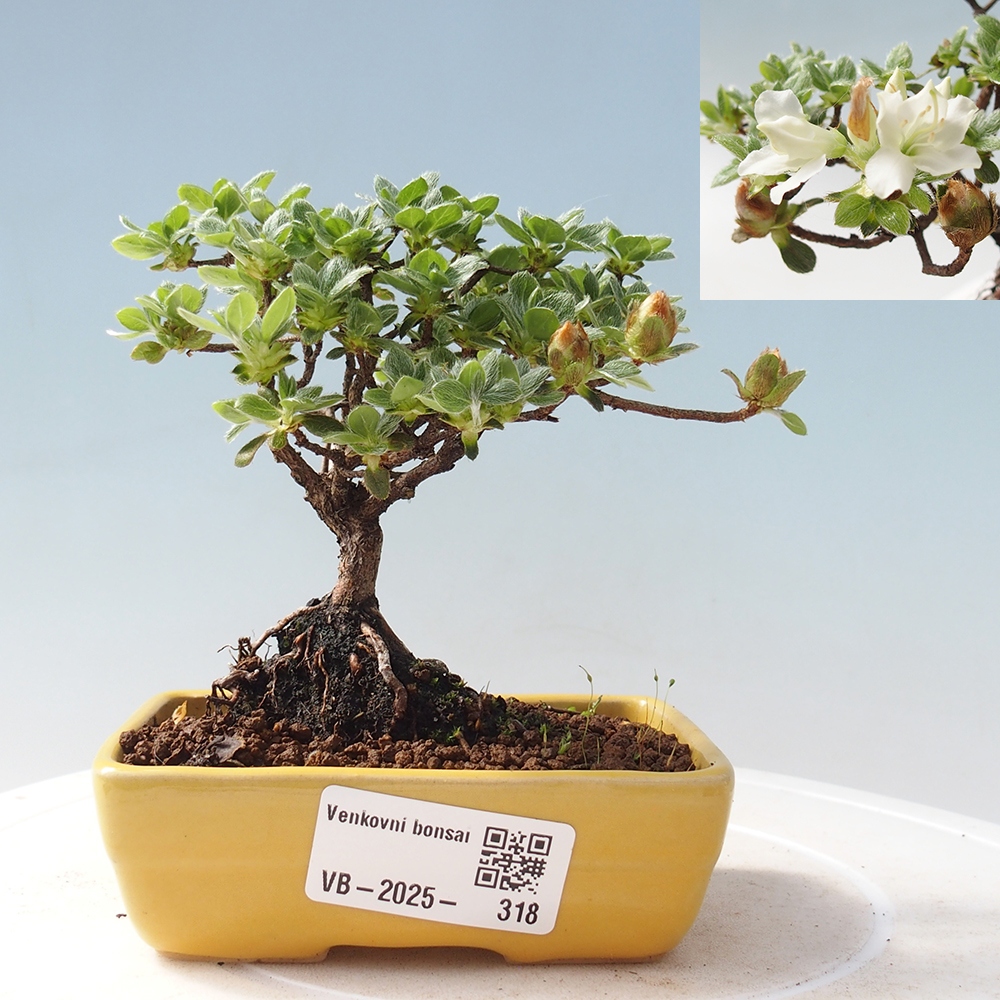 Bonsai da esterno - Rhododendron indicum - Azalea giapponese
