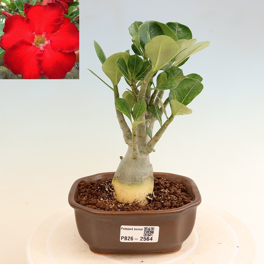 Bonsai da interno - Adenium obesum Red Star - Rosa del deserto