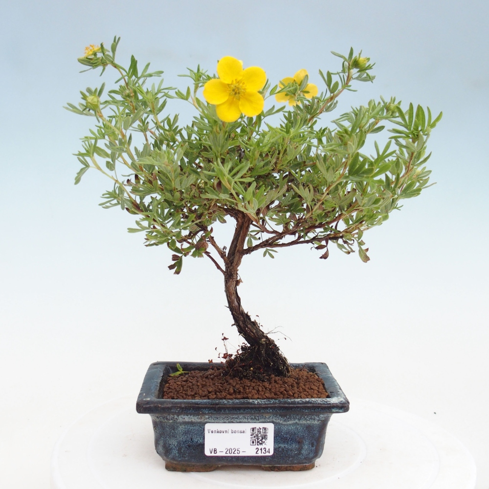 Bonsai da esterno - Potentila fruticosa yellow Bird