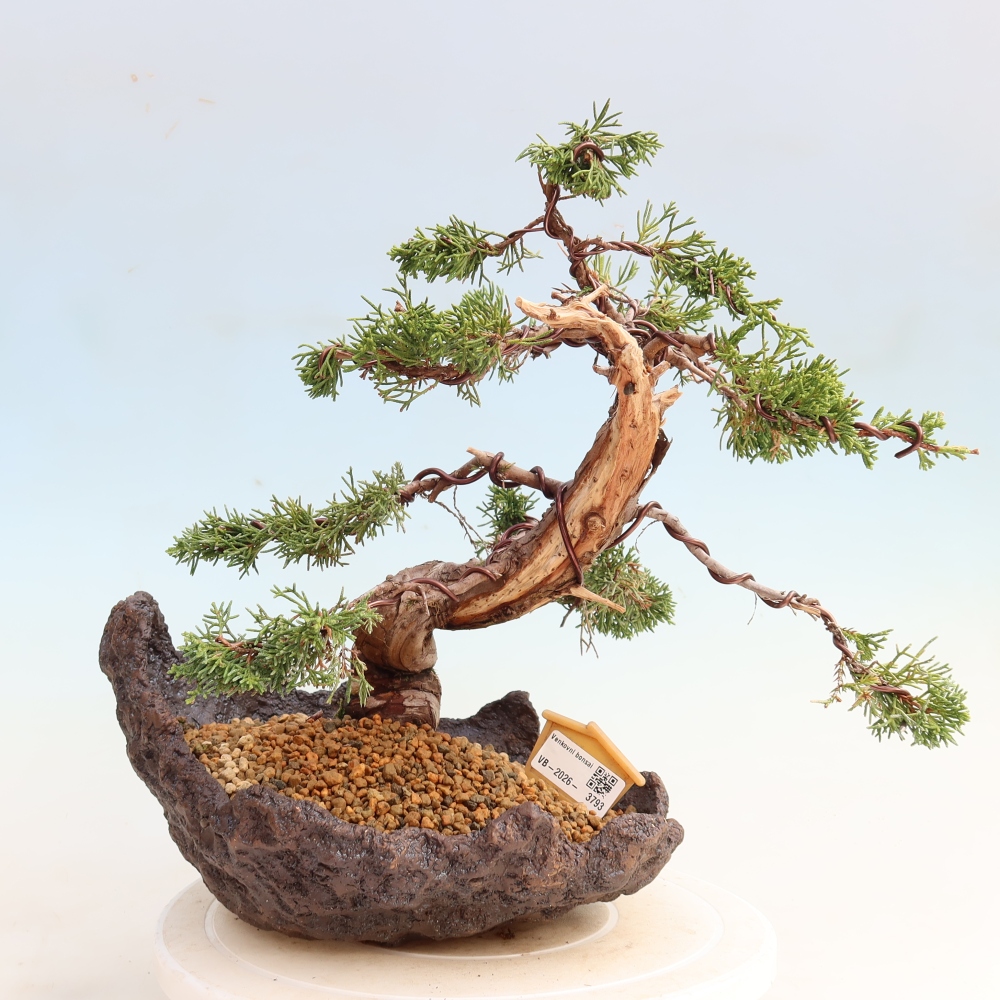 Bonsai da esterno - Juniperus chinensis Itoigawa-Juniperus chinensis