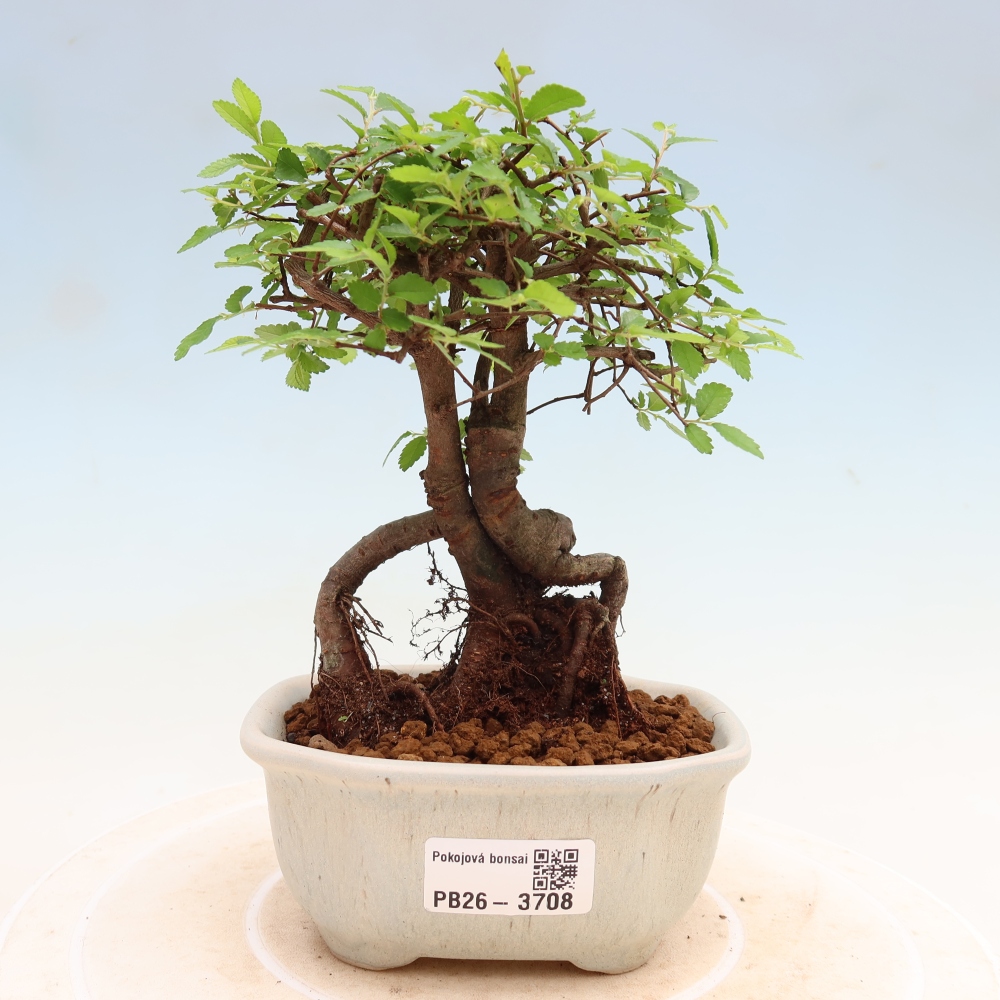 Camera bonsai - Ulmus parvifolia - Olmo a foglie piccole