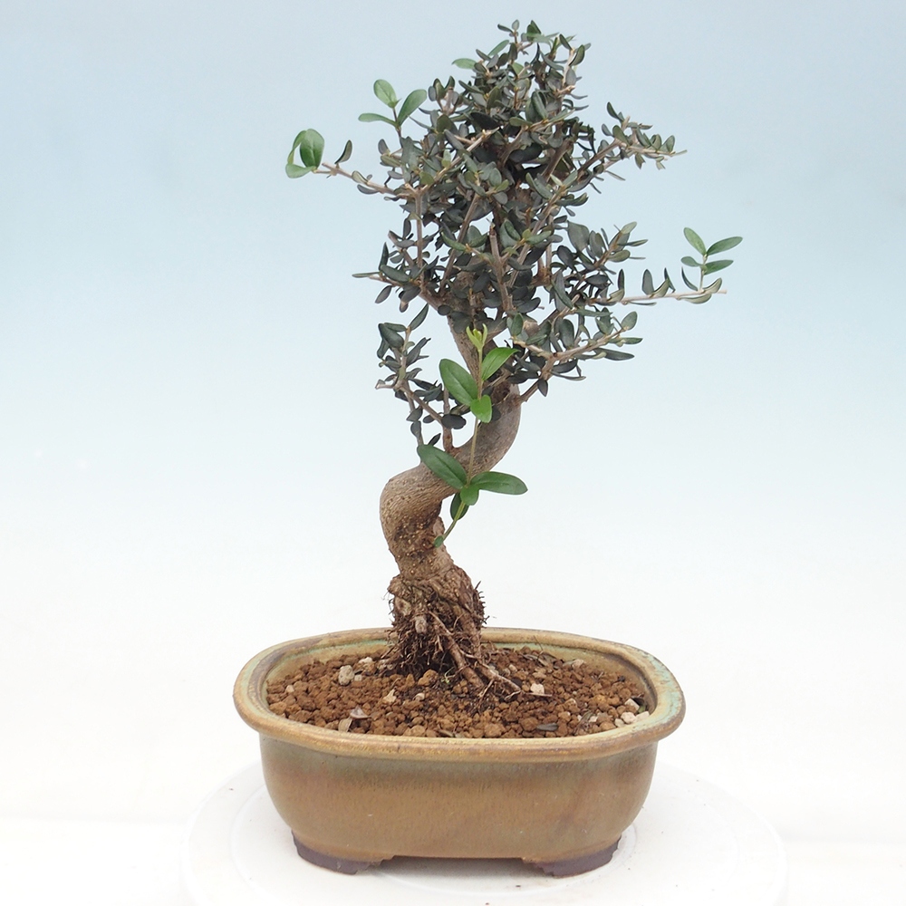Bonsai da interno - Olea europaea sylvestris