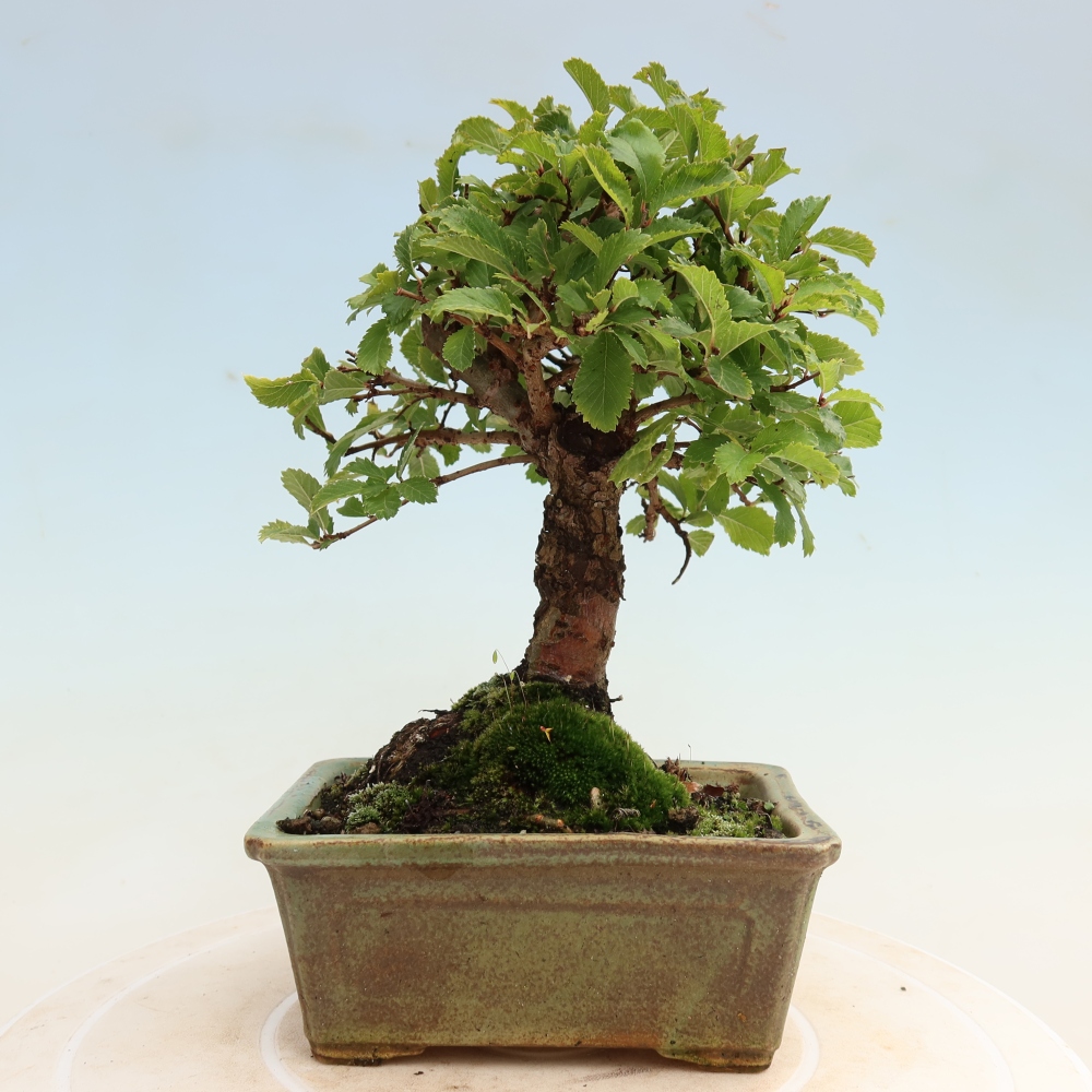 Bonsai da esterno - Zelkova - Zelkova NIRE