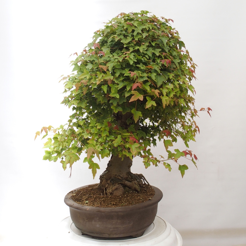 Bonsai da esterno - Acer Buergerianum - Acero di Burger
