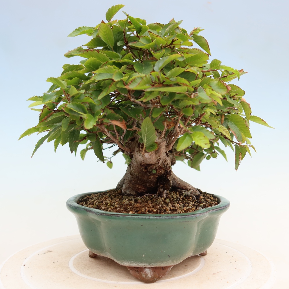 Bonsai da esterno -Carpinus Coreana - Carpino coreano