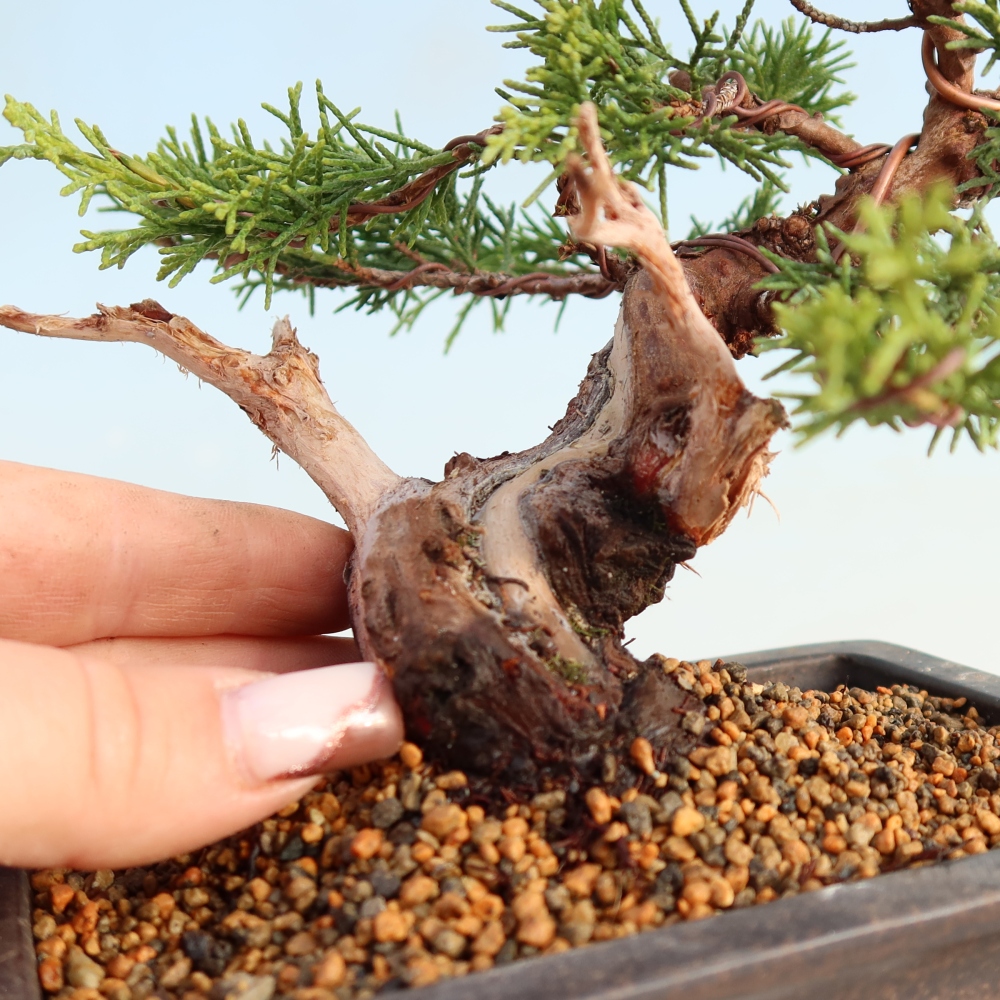 Bonsai da esterno - Juniperus chinensis Itoigawa