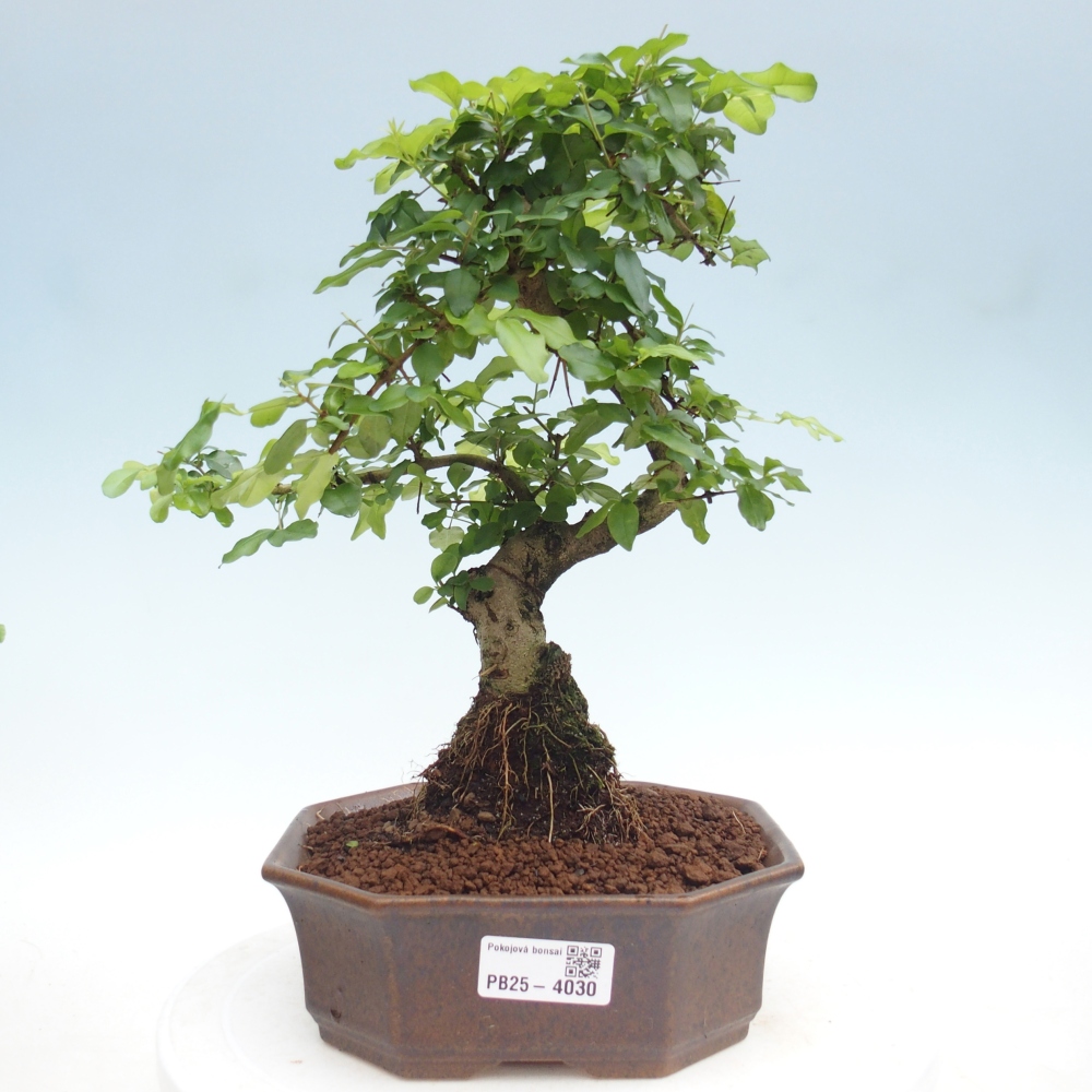 Camera bonsai -Ligustrum chinensis - Becco d'uccello