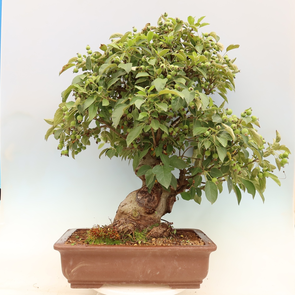 Bonsai da esterno -Malus halliana - Melo a frutto piccolo