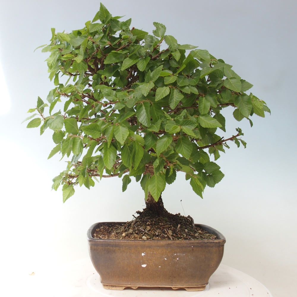 Bonsai da esterno -Carpinus CARPINOIDES - Carpino coreano