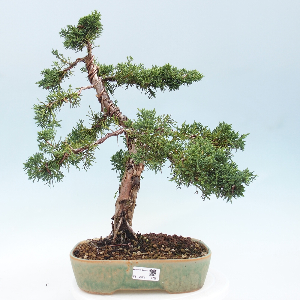 Bonsai da esterno - Juniperus chinensis Kishu