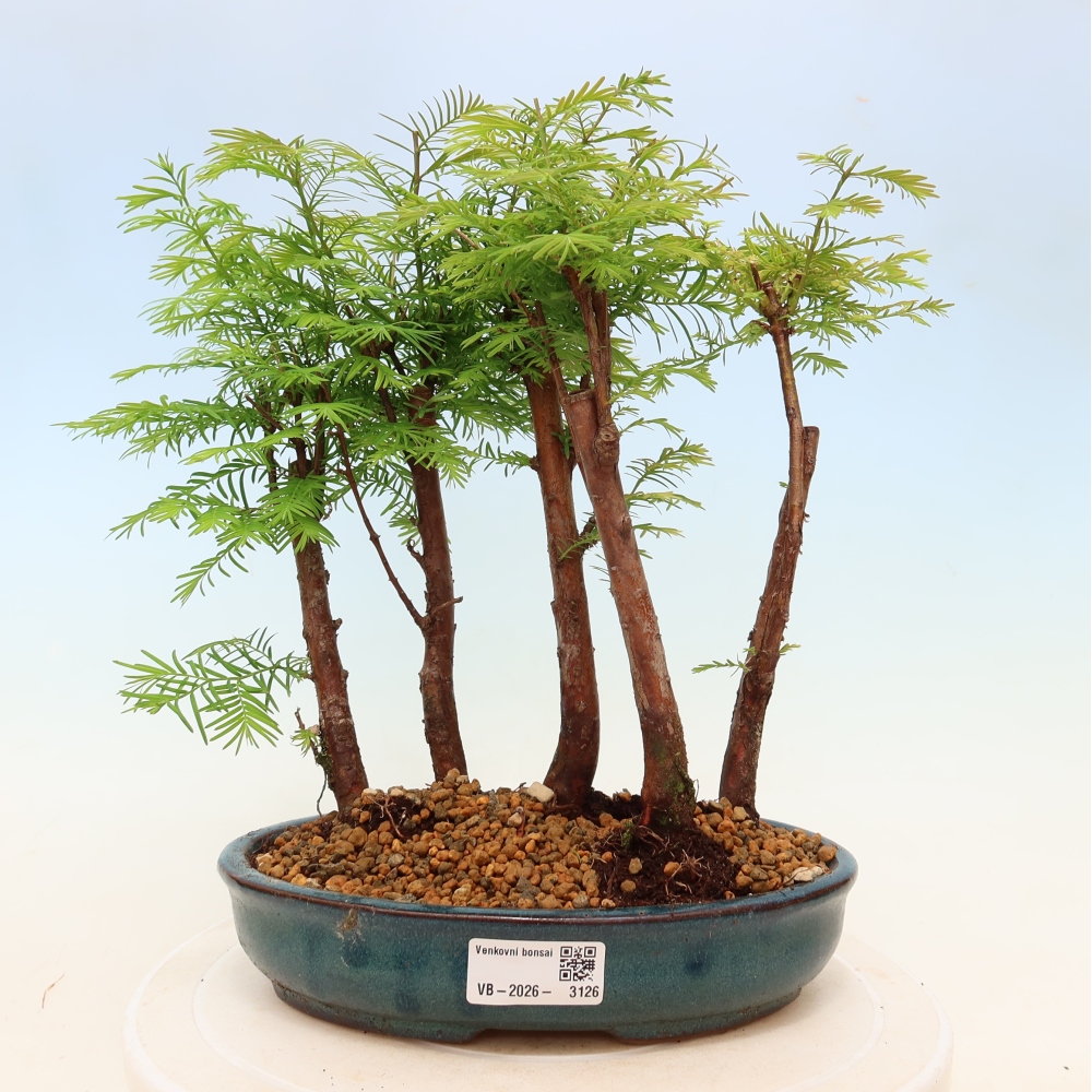 Bonsai da esterno - Metasequoia glyptostroboides - Metasequoia cinese - boschetto