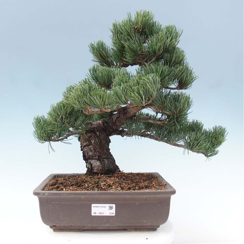 Bonsai da esterno - Pinus parviflora - Pinus parviflora