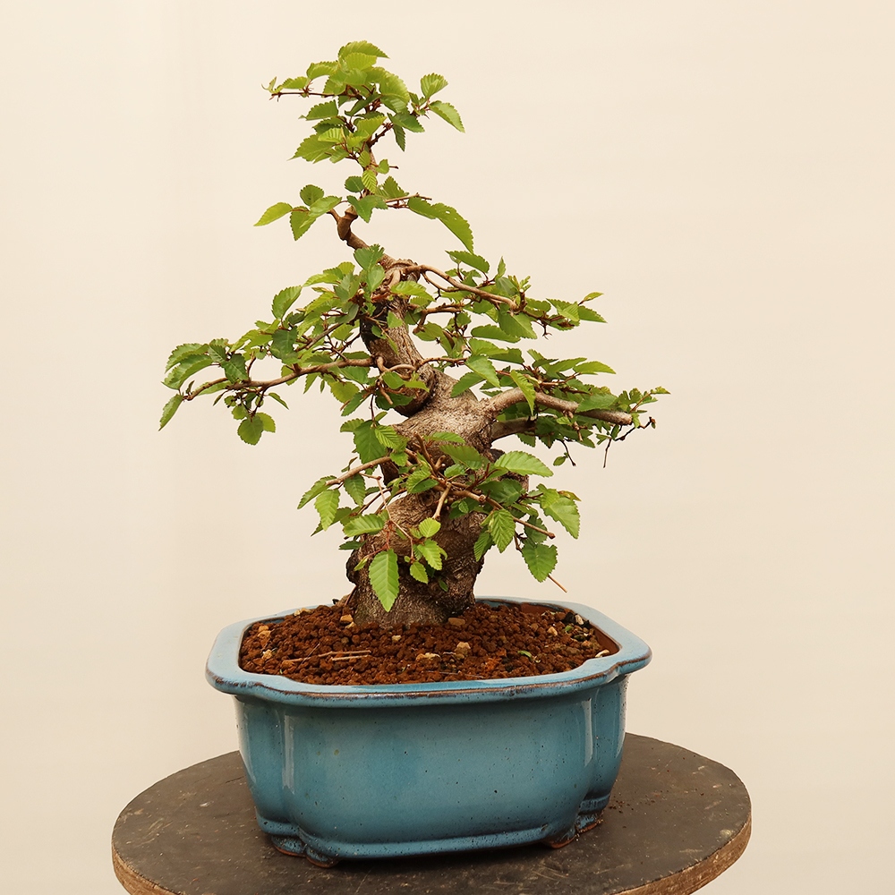 Bonsai da esterno -Carpinus Coreana - Carpino coreano