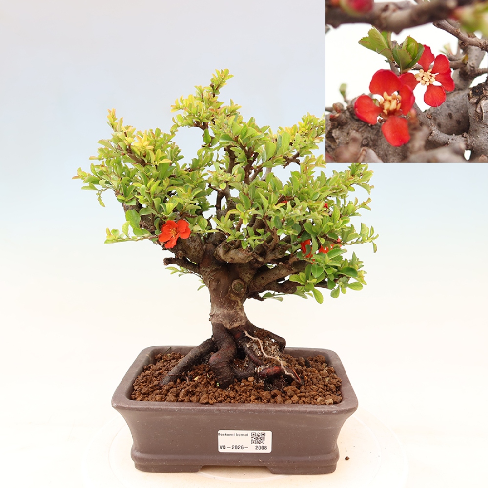 Bonsai da esterno - Chaneomeles speciosa Chojubai