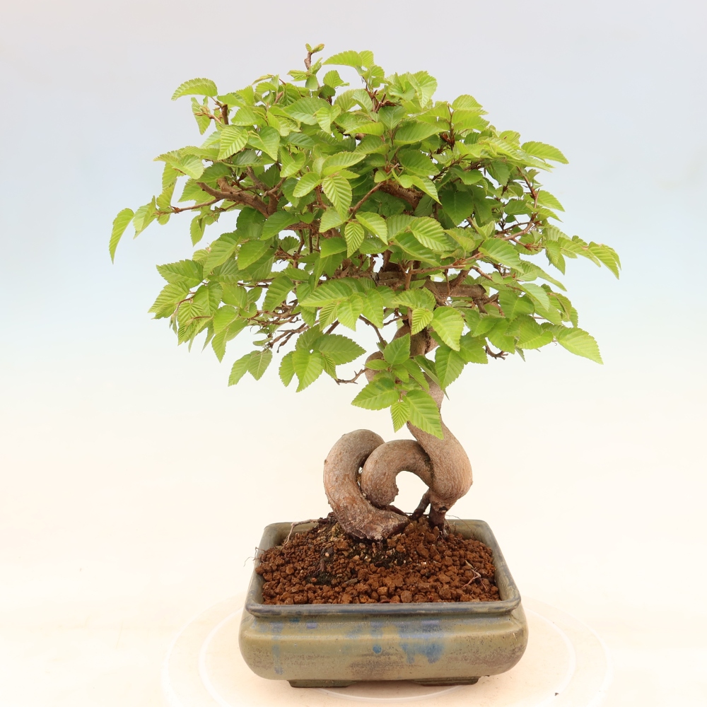 Bonsai da esterno -Carpinus Coreana - Carpino coreano