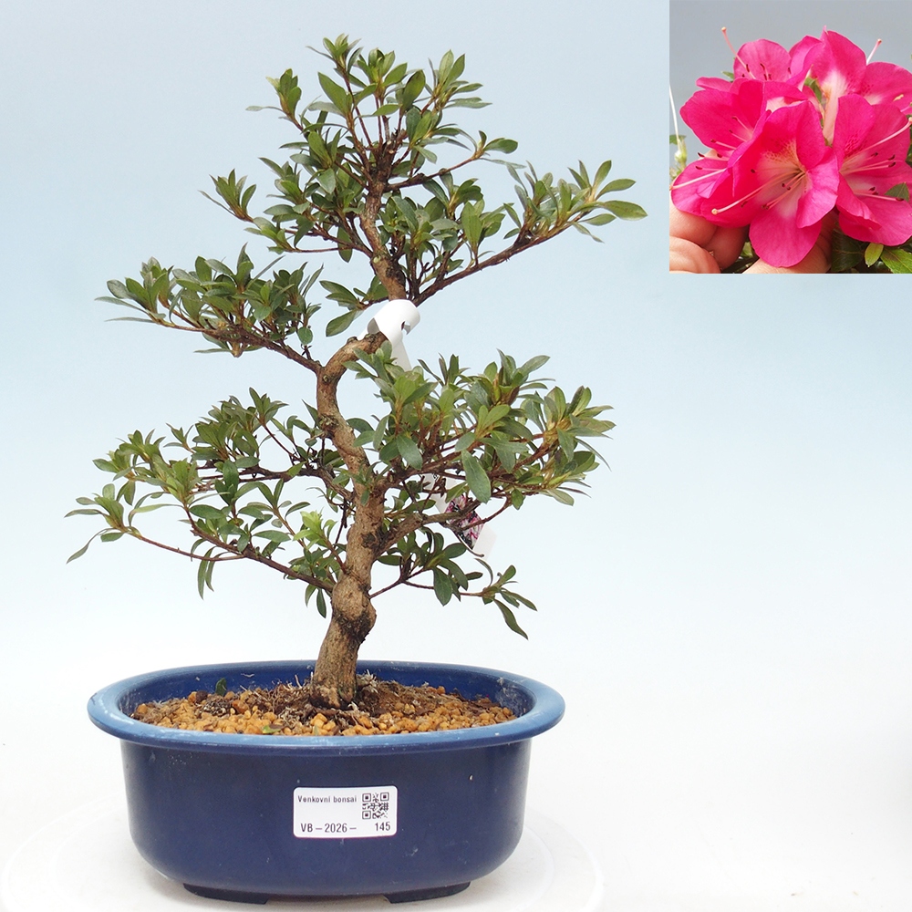 Bonsai da esterno - Azalea giapponese - Azalea Reiko