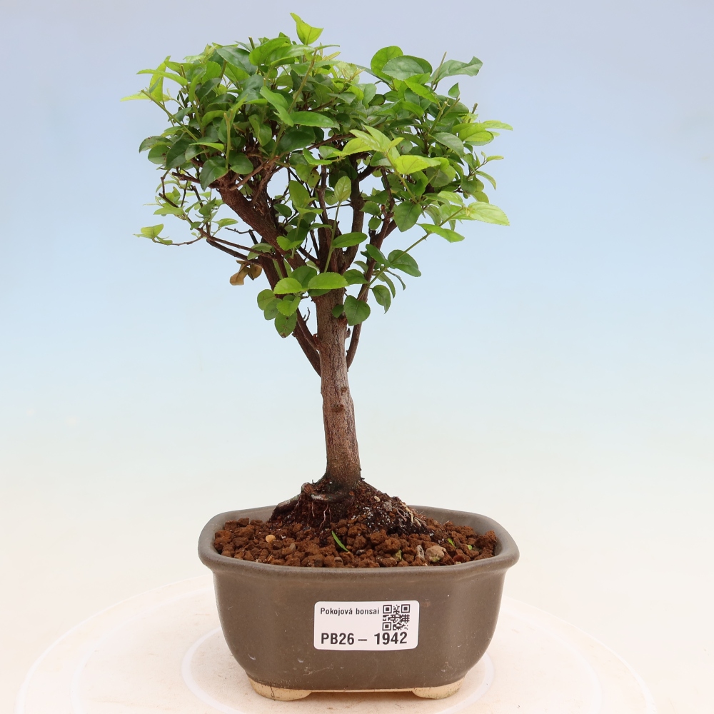 Camera bonsai - Sageretia thea - Sageretia thea